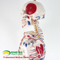 SKELETON08 (12369) Medical Science Nature Life Size Size 170CM esqueleto con músculos y ligamentos, 170cm Skeleton Model